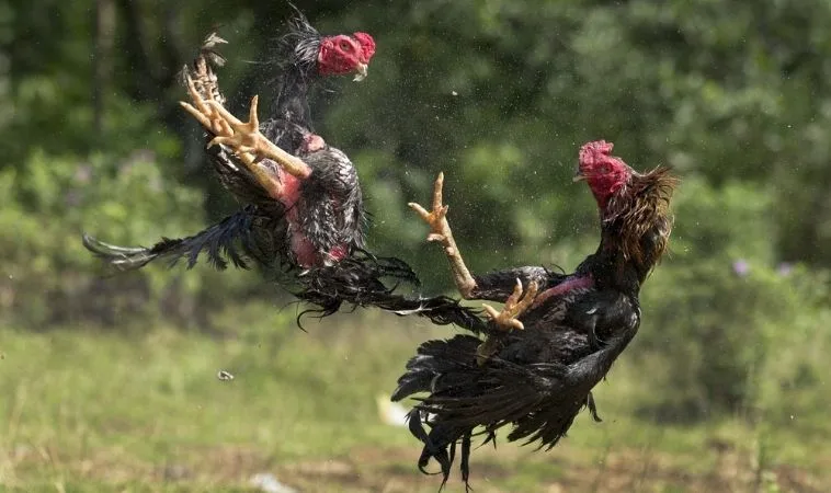 Bật Mí Cách Chơi Đá Gà WS168 Tại SonClub Chi Tiết Từ A Đến Z 1 Đá Gà WS168 Tại SonClub